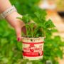 Kale – Vates – 4″ Pot